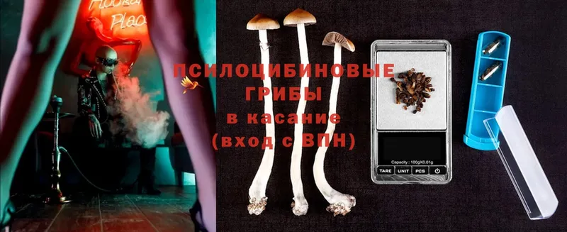 где можно купить наркотик  Дедовск  Галлюциногенные грибы Cubensis 