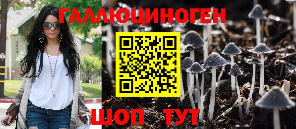 магазин продажи   Дедовск  Галлюциногенные грибы Psilocybine cubensis 